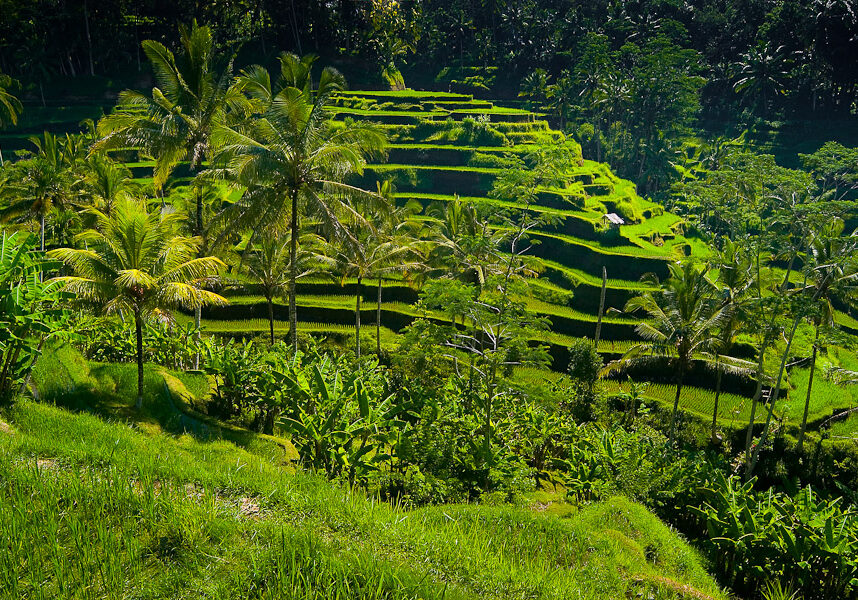Alila Ubud - images