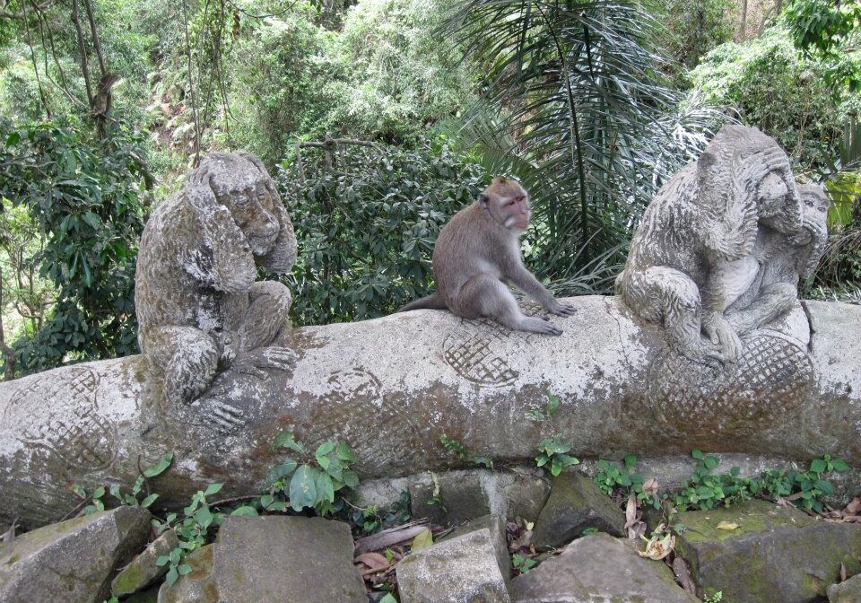 BALI-MONKEY